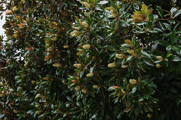 Branches of the magnolia grandiflora tree with fruits on the sky background, selective focus.