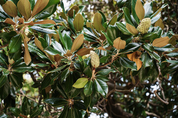 Branches of the magnolia grandiflora tree with fruits on the sky background, selective focus