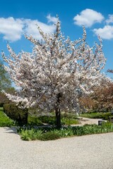 Flowering cherry trees in spring