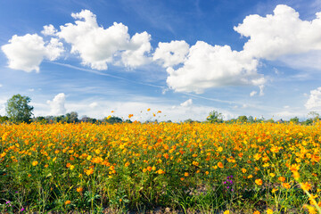 The Yellow colour cosmos flowers field with blue sky are most favorite planted in Thailand.