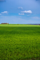 Fototapeta premium Green field and blue sky with clouds