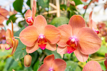 The Beautiful orchid in public garden at northern of Thailand