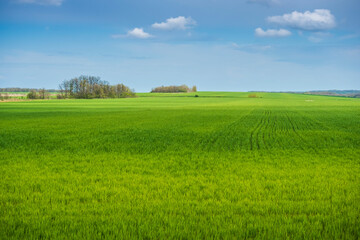 Landscape with field and sky