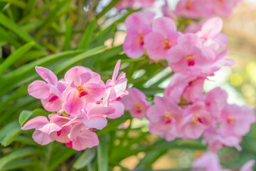 Close up of the pink orchids.
