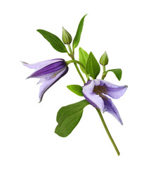 Twig of purple flowers and buds of clematis isolated on white or transparent background