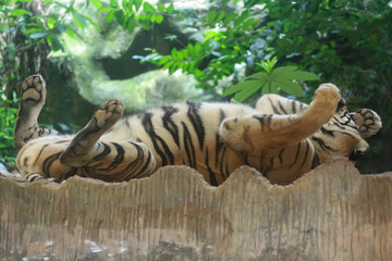 Fototapeta na wymiar Close up Indochinese tiger is beautiful animal