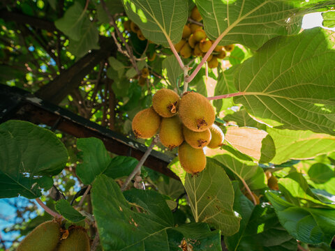 Kiwi picking season. Kiwi on a kiwi tree plantation with with huge clusters of fruits. Garden with trees and organic fruits. Vegan and gardening concept