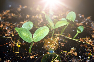 Young green plant and bright sunlight and sunbeams