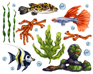 A marine set of colorful tropical fish, corals, algae, rocks and bubbles. Underwater wild world, digital illustration on a white background. For packaging, posters, postcards, souvenirs