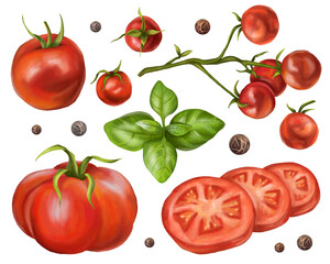 A set of ripe red tomatoes. Fruits of vegetables, slices, basil leaves, peppers. Digital illustration on a white background. Farmer's harvest of healthy organic products. For menus, business cards