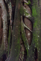 Arvores na floresta amazônica