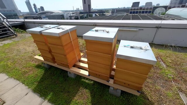 Raising bees on the roof of a building in urban conditions. Care for urban ecology. Check the purity of city air through bees. Urban ecology
