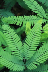 Kaliandra Merah, Calliandra calothyrsus with Young green calliandra leaves. for wallpapers and backgrounds
