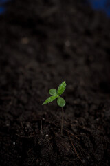 Marijuana, Marijuana cultivation, soil cultivation, seedling process medical marijuana agricultural technology