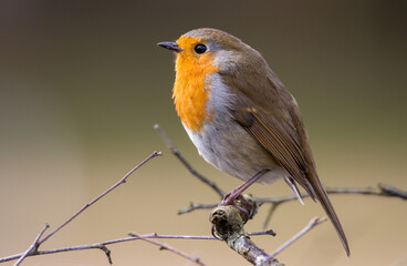 robin on a branch