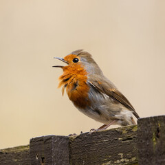 Robin singing while perching
