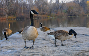 Fototapeta premium The Canada goose (Branta canadensis), birds rest in the lake in Manhattan Park, New York