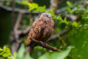 A Ruddy ground-dove as know as Rolinha perched on a branch. Species Columbina talpacoti. Animal world. Birdwatching. Birding