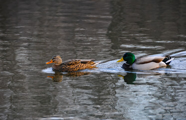 Sexual behavior of ducks The mallard (Anas platyrhynchos)