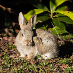 Baby Rabbit 