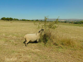 An isolated Hampshire Down Sheep eating leaves from a small isolated tree bush in a golden Hay field under a blue sky on a sunny day in South Africa