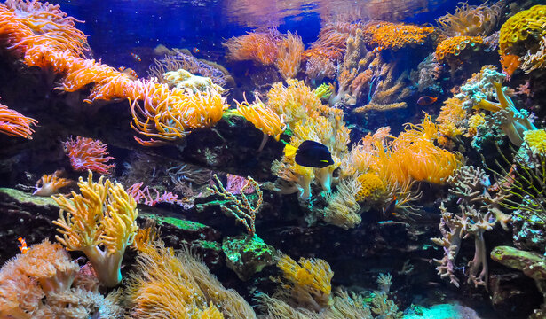 Corals, sea anemones and tropical fish in a marine aquarium
