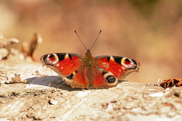 Peacock butterfly on a branch on a beautiful spring day 