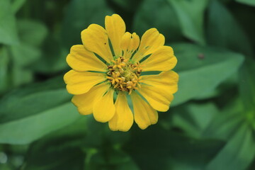 Macro portrait photo of an red 