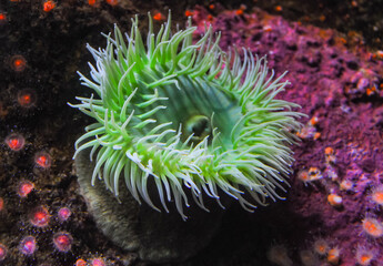 Giant Green Anemone or ( Anthopleura sp.) in a marine aquarium © Oleg Kovtun