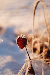 Red leaf born in the winter 