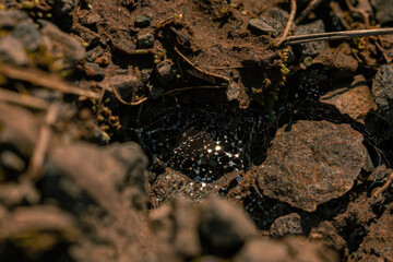 A cavity in the ground with a web covered with dew. 
