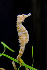 Seahorse in a large aquarium in the oceanarium.