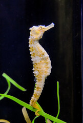 Seahorse in a large aquarium in the oceanarium.