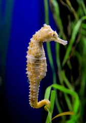 Seahorse in a large aquarium in the oceanarium.