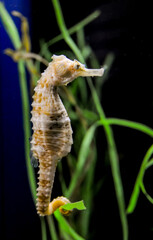 Seahorse in a large aquarium in the oceanarium.