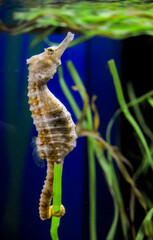 Seahorse in a large aquarium in the oceanarium.