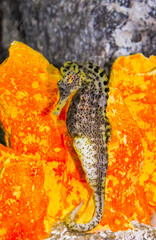 Seahorse in a large aquarium in the oceanarium.