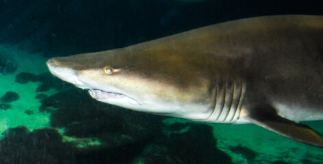 Big wild shark in the marine aquarium in the oceanarium