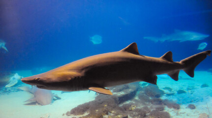Big wild shark in the marine aquarium in the oceanarium