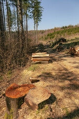 Felled tree trunks in the forest  