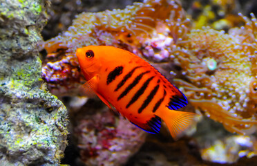Fototapeta na wymiar (Centropyge loricula), yellow striped fish in the marine aquarium in the oceanarium