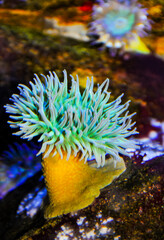 Giant Green Anemone or ( Anthopleura sp.) in a marine aquarium
