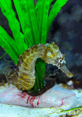 Seahorse in a large aquarium in the oceanarium