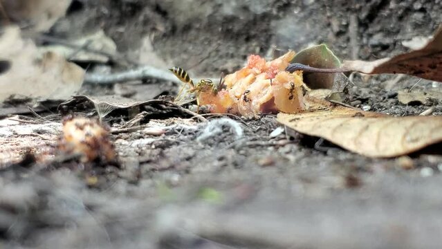 Hormigas y avispa peleando por comida