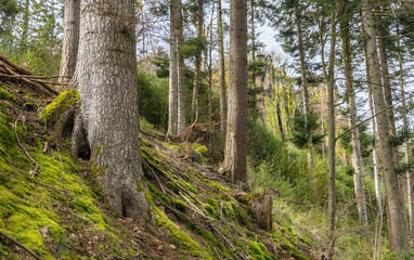 Waterfall in the black forest Germany.
