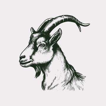 Vintage illustration of a goat head. an old-school logo of a sheep's head. Aesthetic retro logo for Eid al-Adha isolated on white background. vector logo.