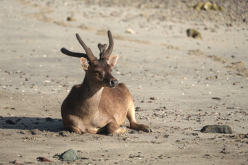 lonely deer  on the beach