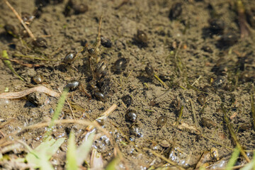 田んぼのタニシ