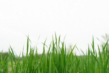 Obraz premium Fresh grass and white background