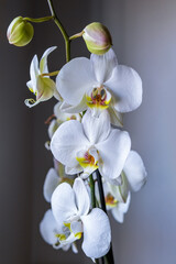 Naklejka na ściany i meble White orchid flower on dark background